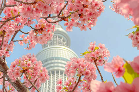 東京スカイツリーと満開の桜 / マック